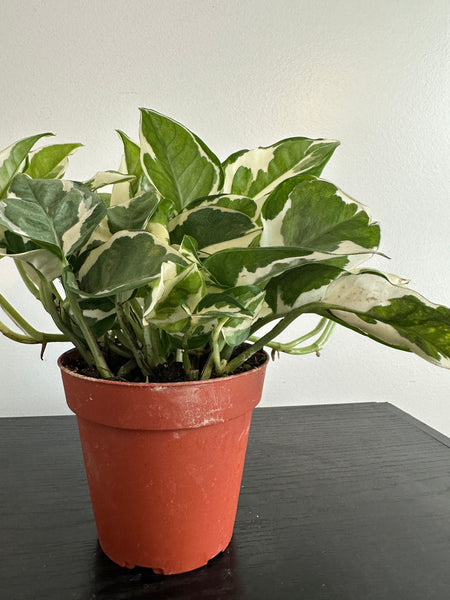Pothos N’Joy (b)