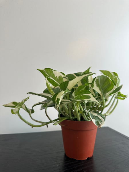 Pothos N’Joy (b)