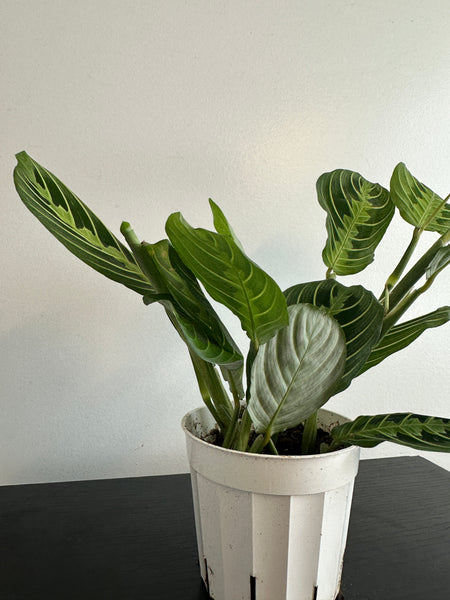 Lemon Lime Maranta Plant (a)