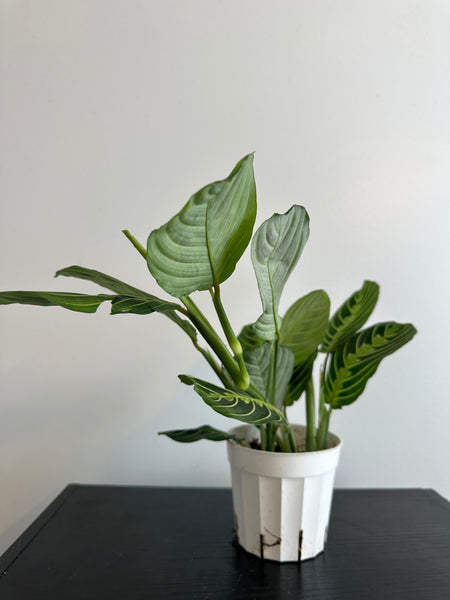 Lemon Lime Maranta Plant (a)