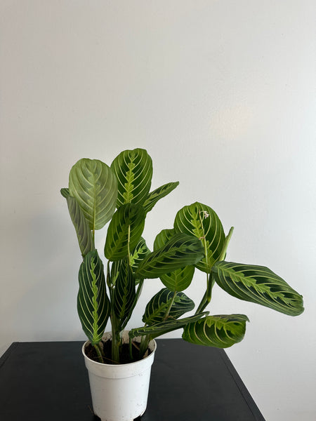 Lemon Lime Maranta Plant (b)