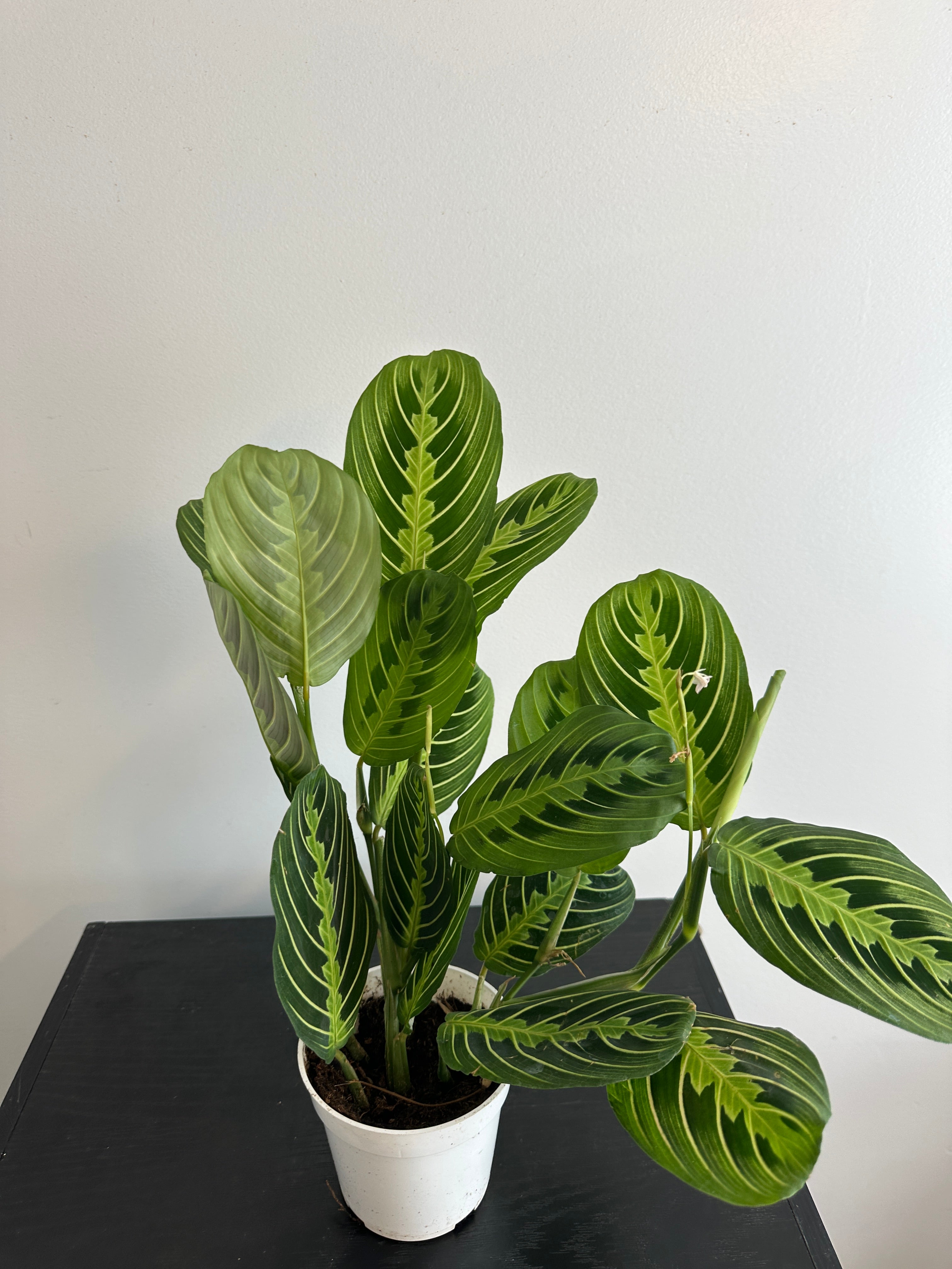 Lemon Lime Maranta Plant (b)