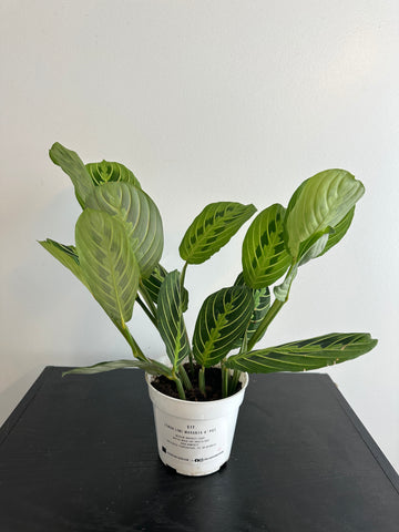 Lemon Lime Maranta Plant (c)
