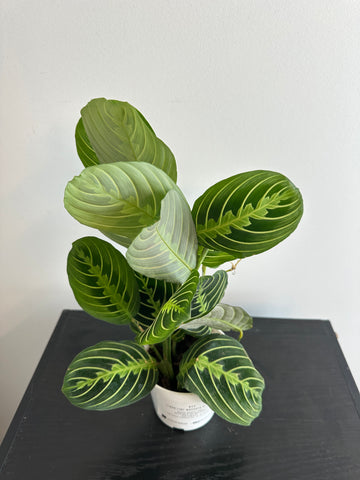 Lemon Lime Maranta Plant (d)