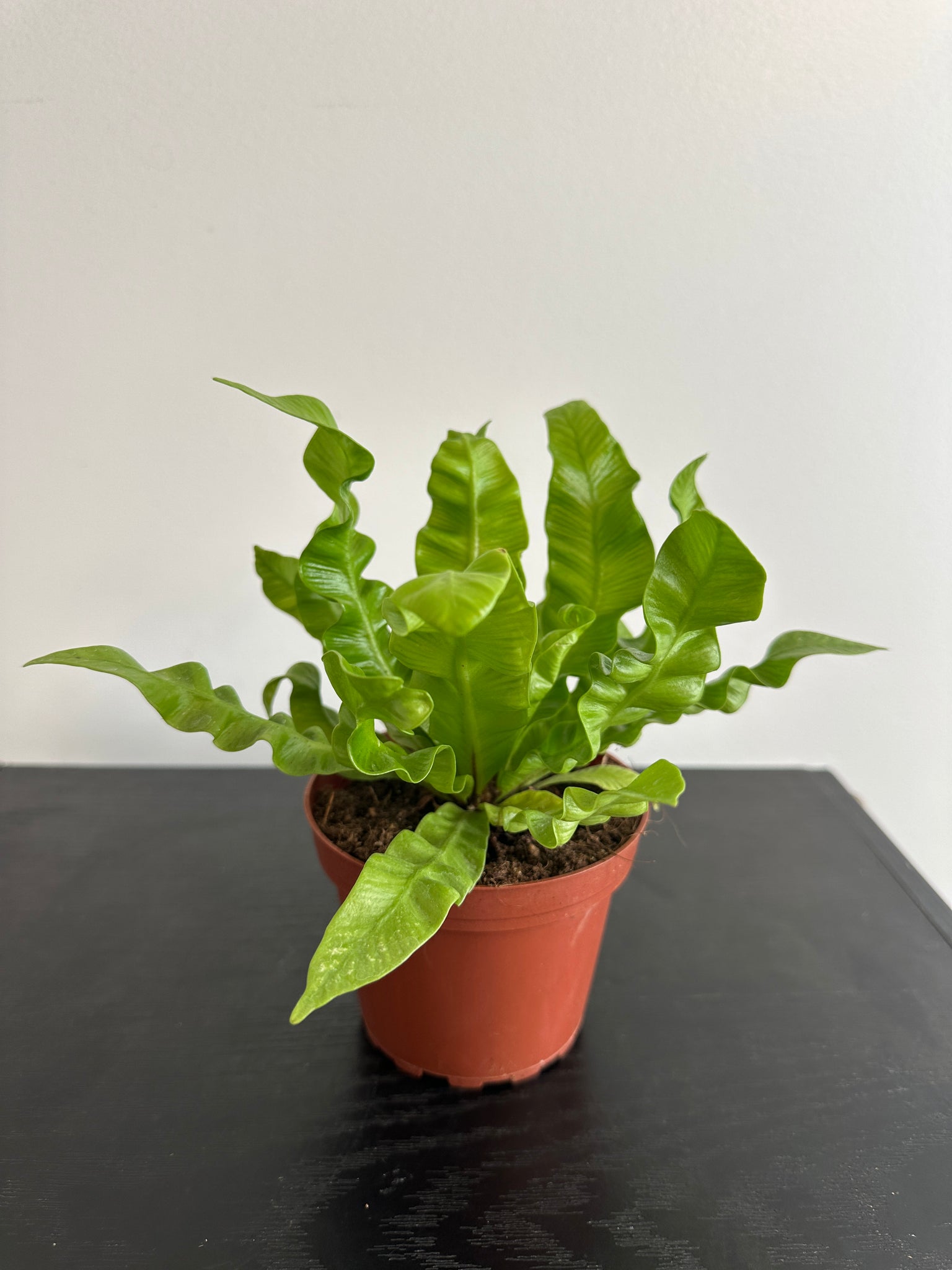 Crispy Wave Fern (b)