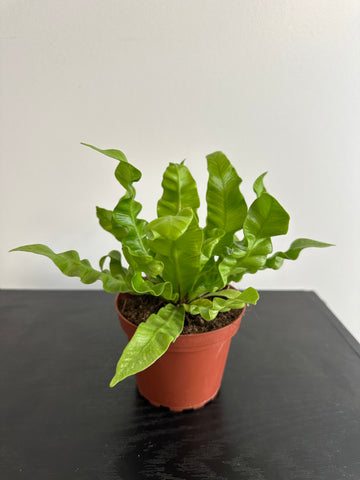 Crispy Wave Fern (b)