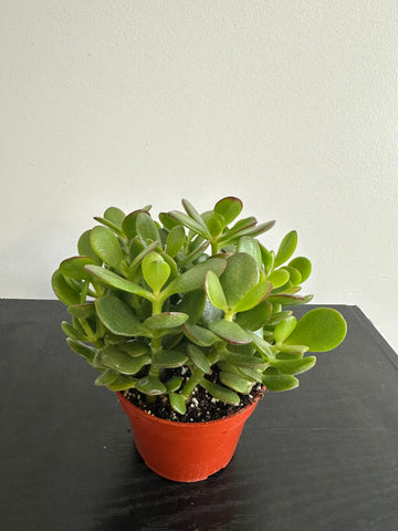 Jade Plant