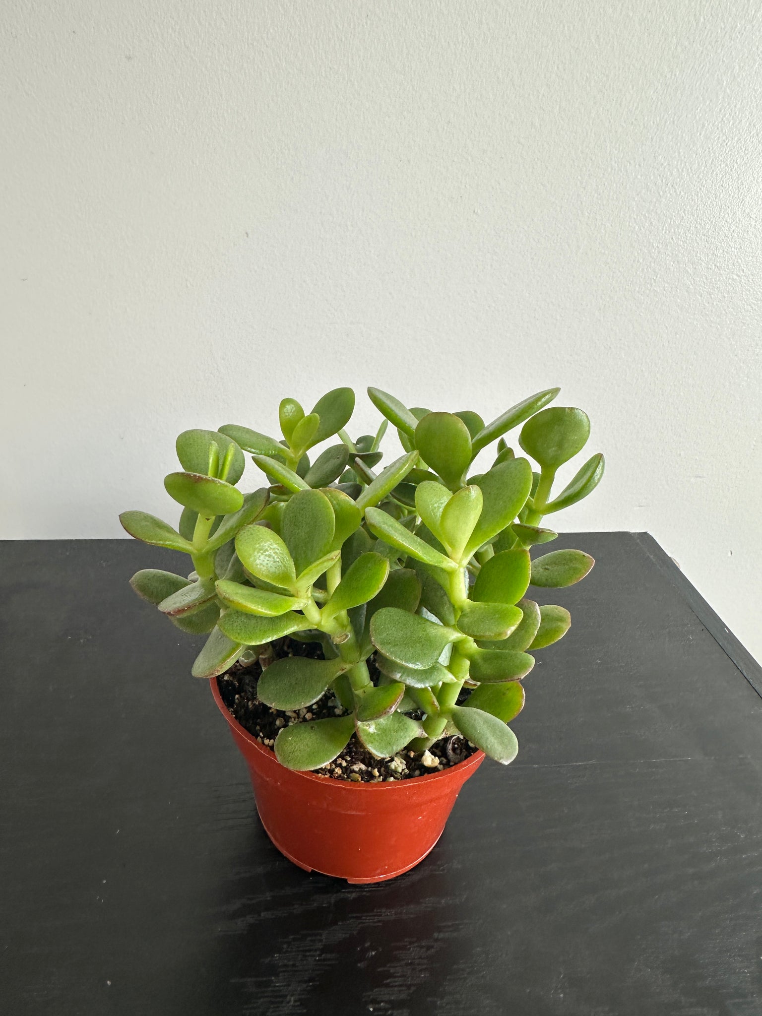 Jade Plant (b)