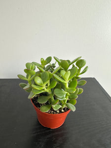Jade Plant (b)