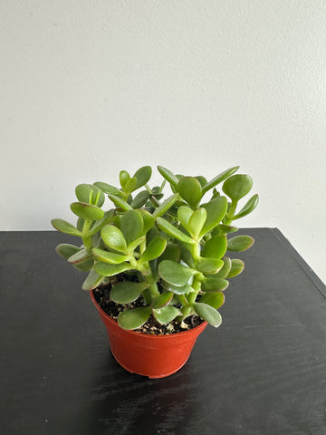Jade Plant (b)