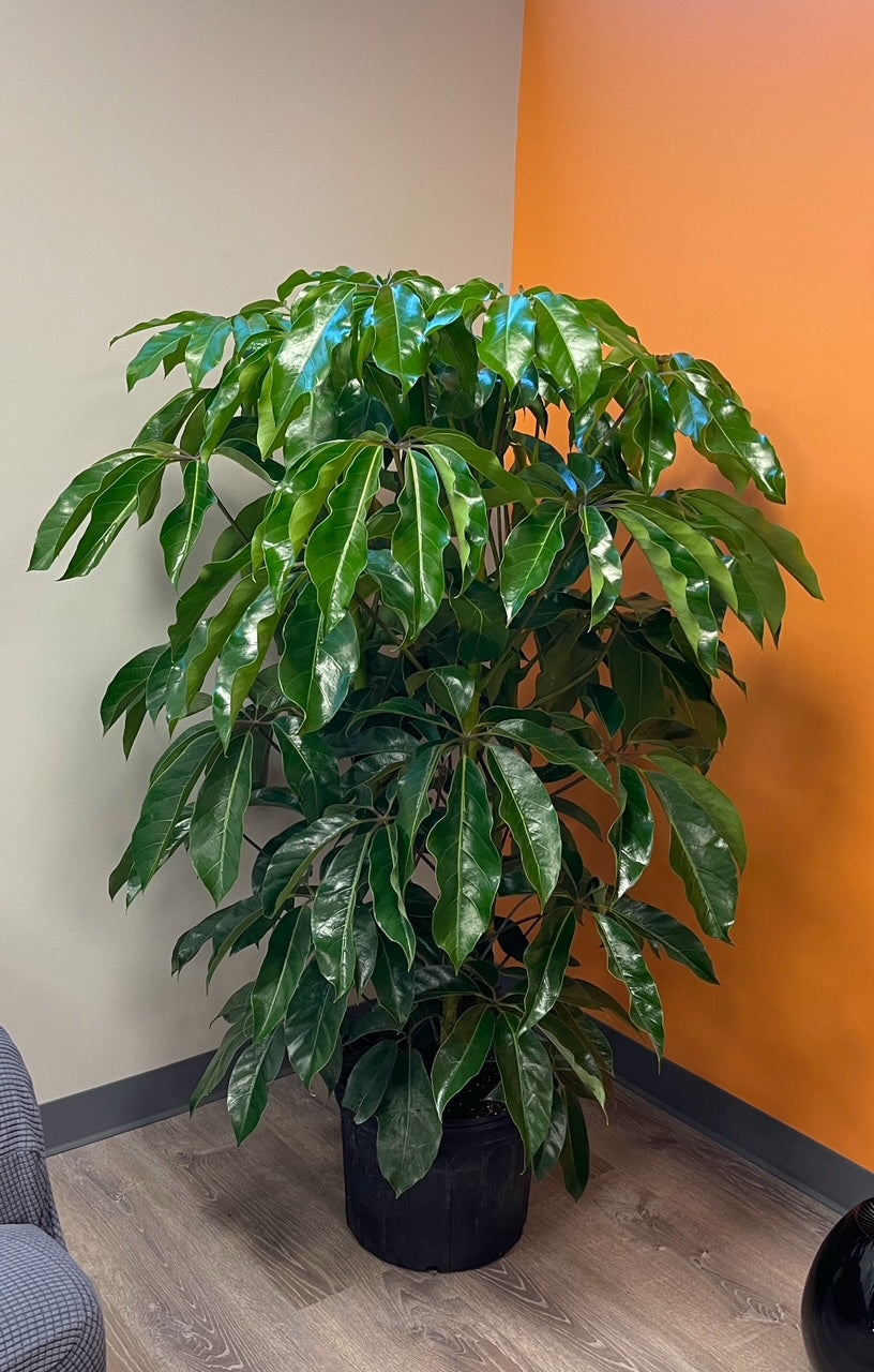 Private Plant Sourcing Consultation (Virtual)