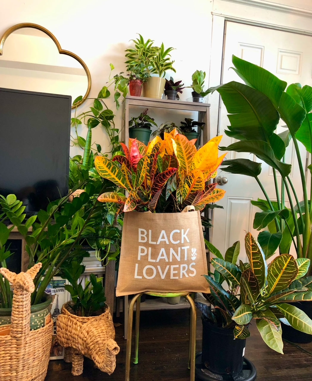 Virtual Plant Care Consultation