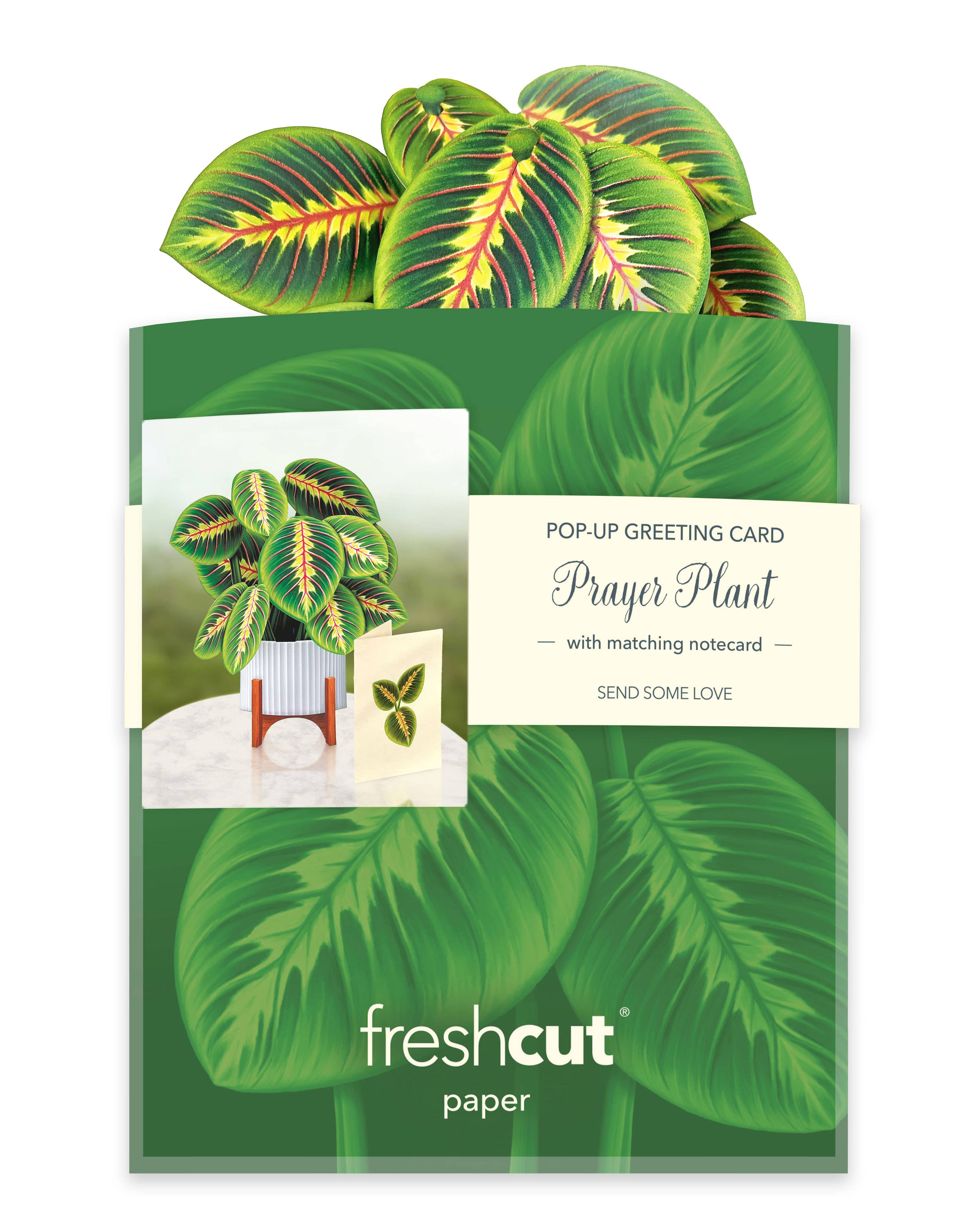 Mini Prayer Plant Pop-up Greeting Cards