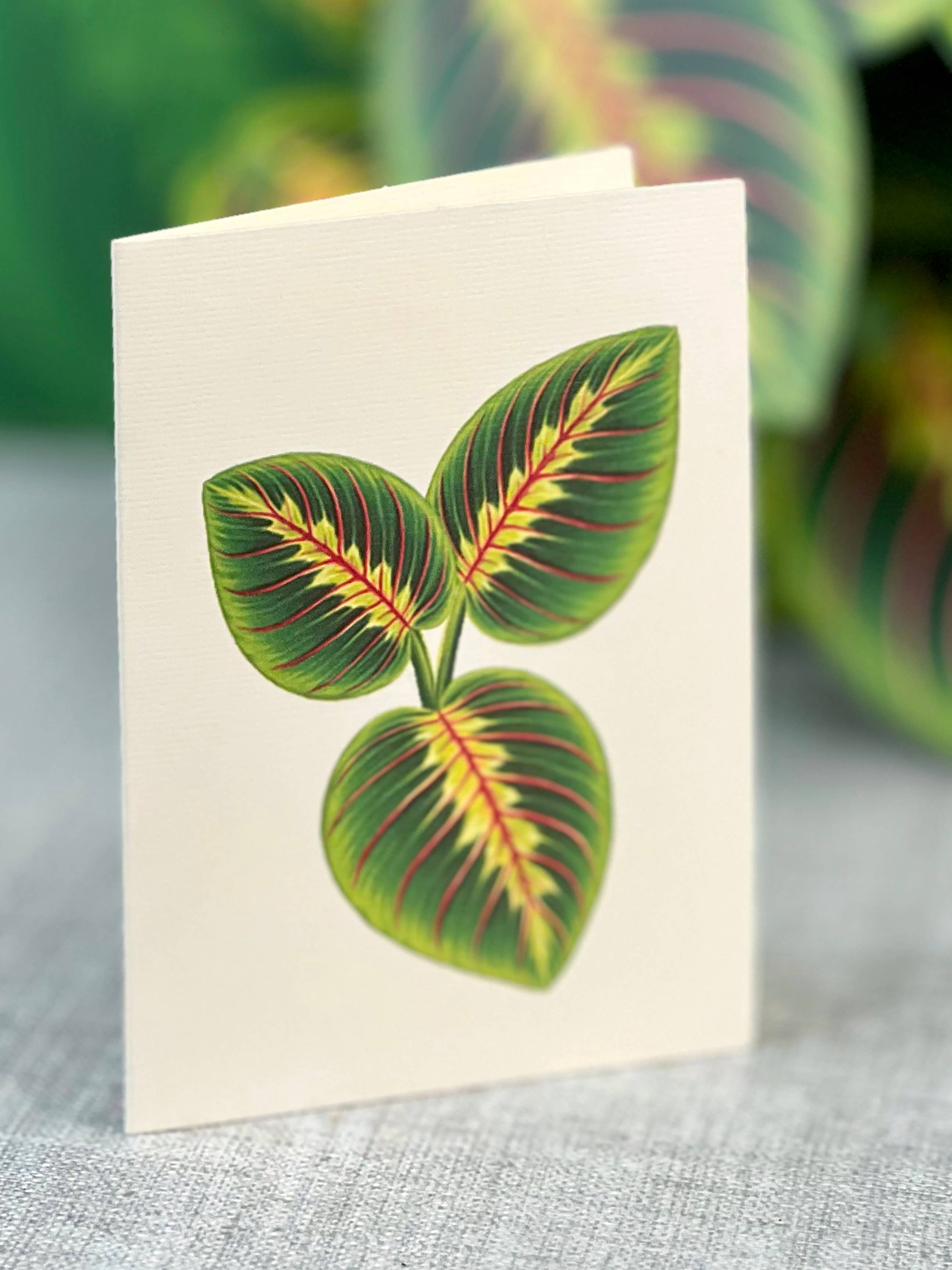 Prayer Plant Pop-up Greeting Cards