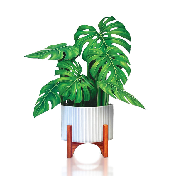 Mini Monstera Plant Pop-up Greeting Cards