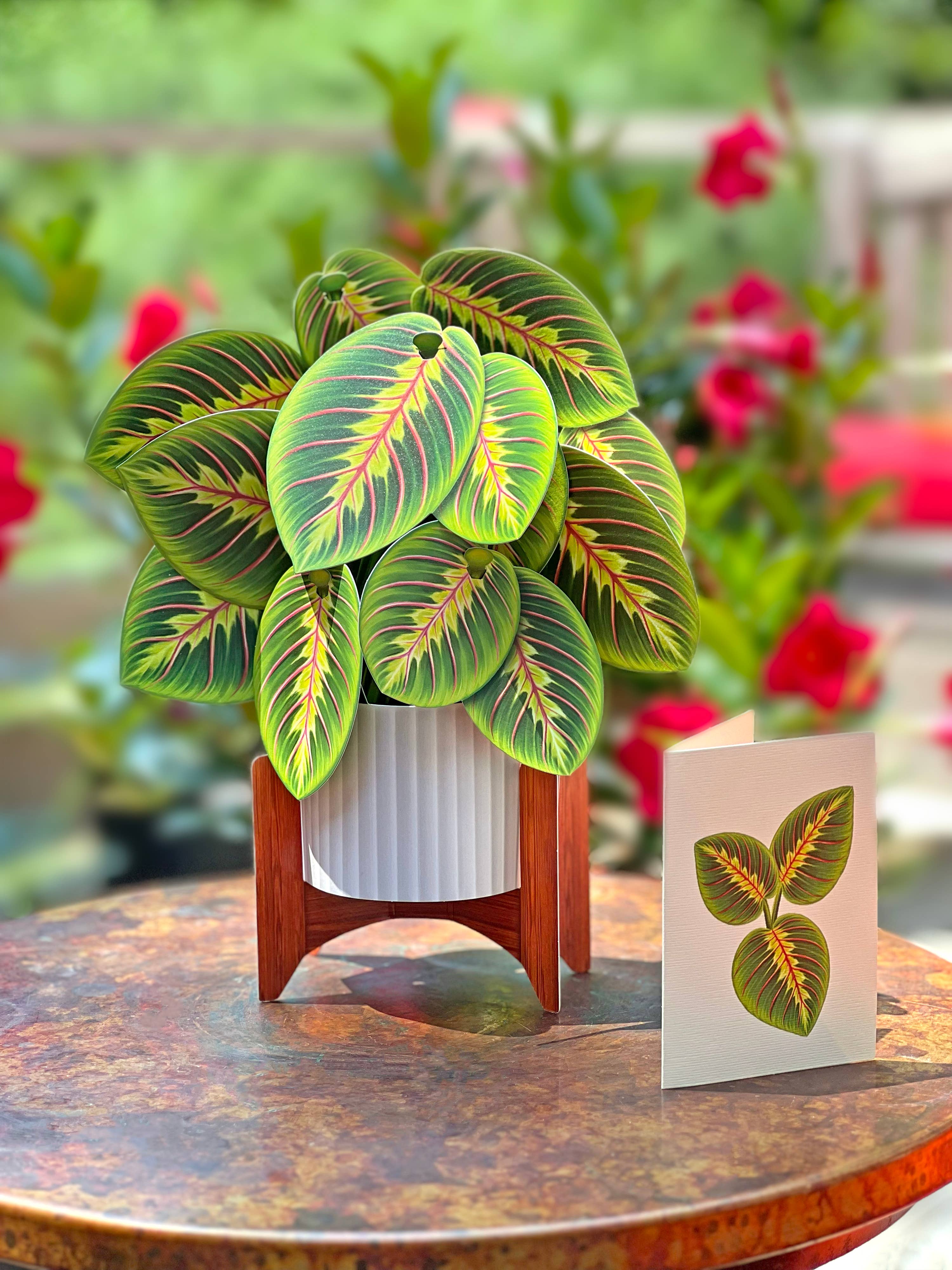 Prayer Plant Pop-up Greeting Cards