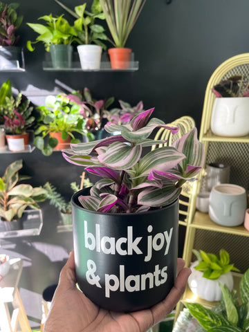 Signature Series Planters - Black Joy & Plants