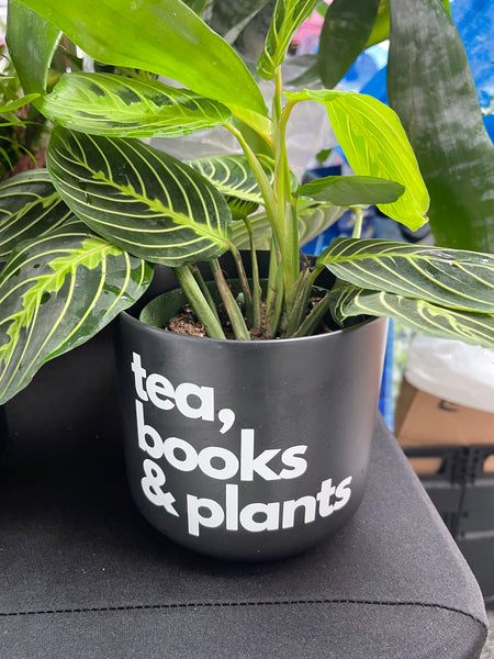 Signature Series Planters - tea, books & plants (5 Color Combos)